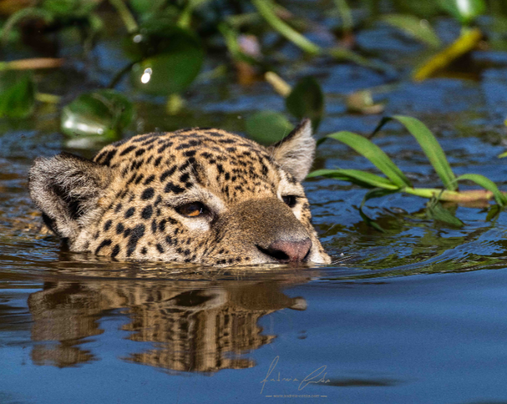 Wildlife