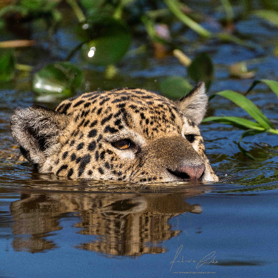 Jaguar, Pantanal, Brasil