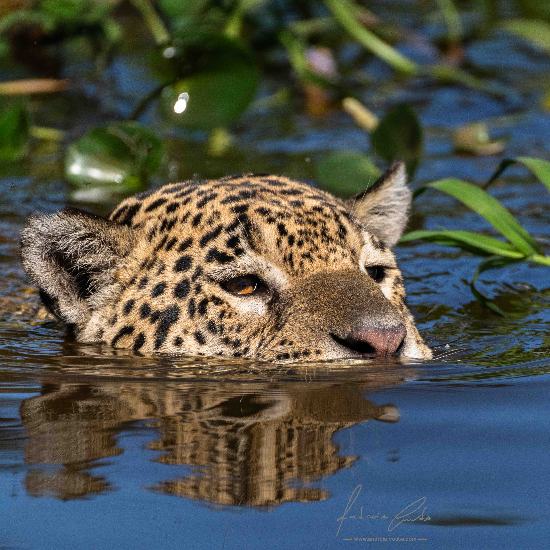 jaguar