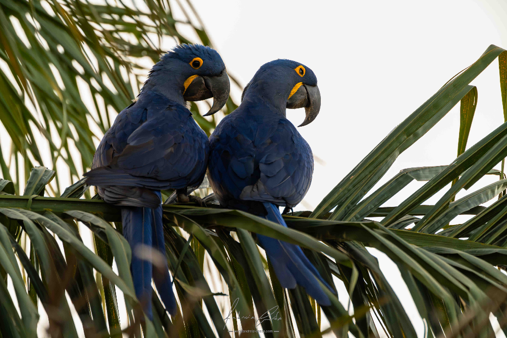 Arara-Azul, Brasil