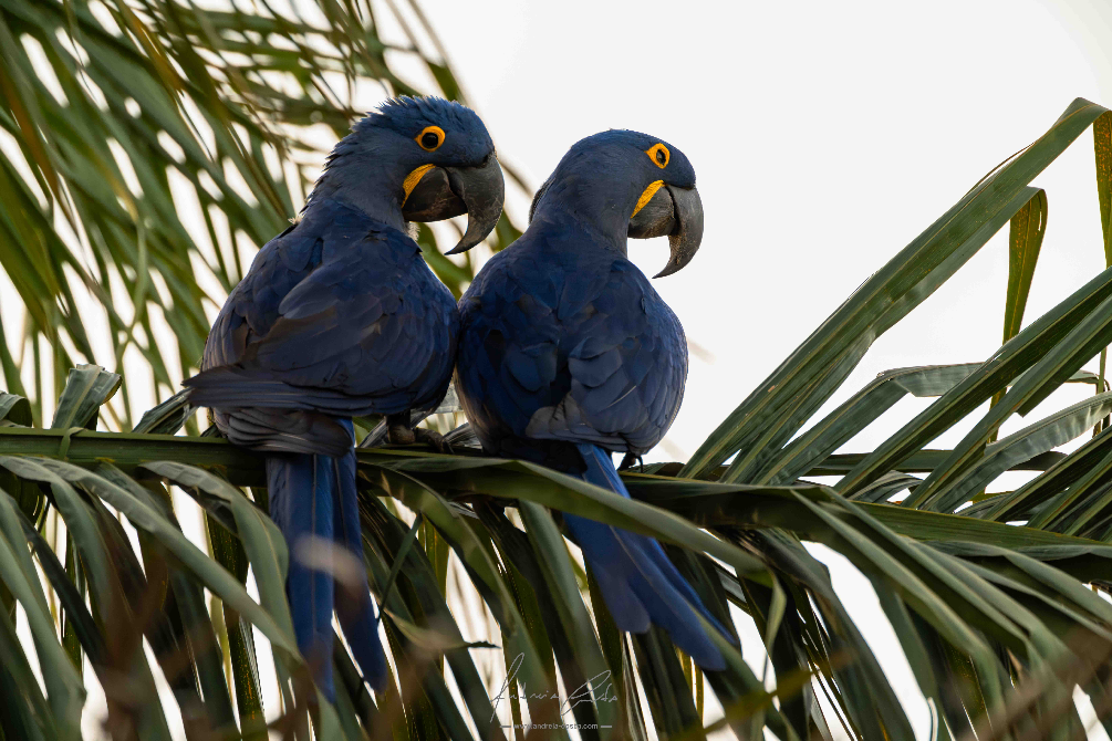 blue macaws