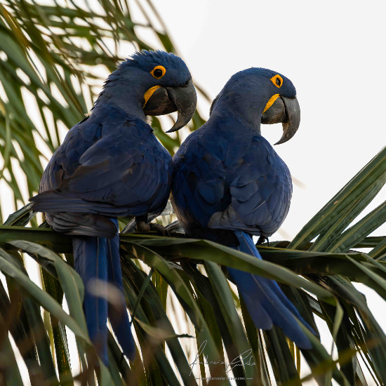 Arara-Azul, Brasil