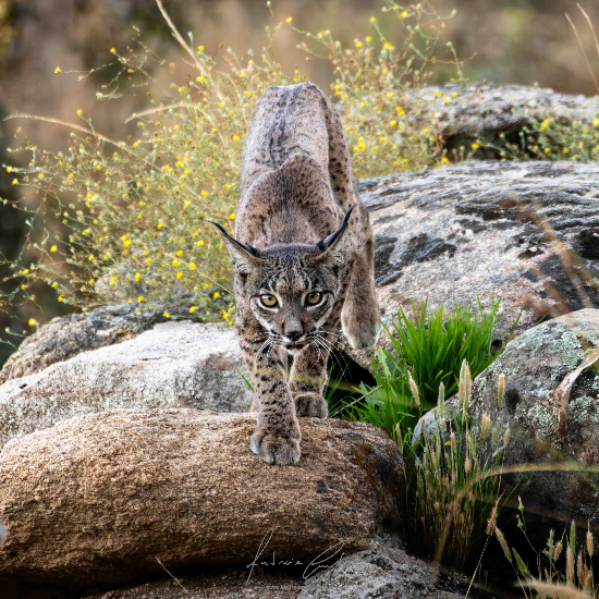 Lince Ibérico, Espanha