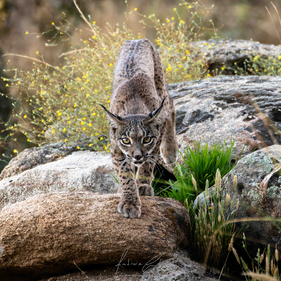 Iberian lynx