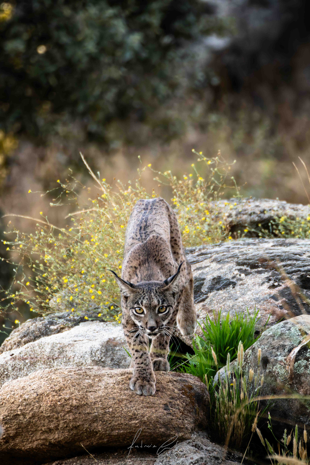 Lince Ibérico, Espanha