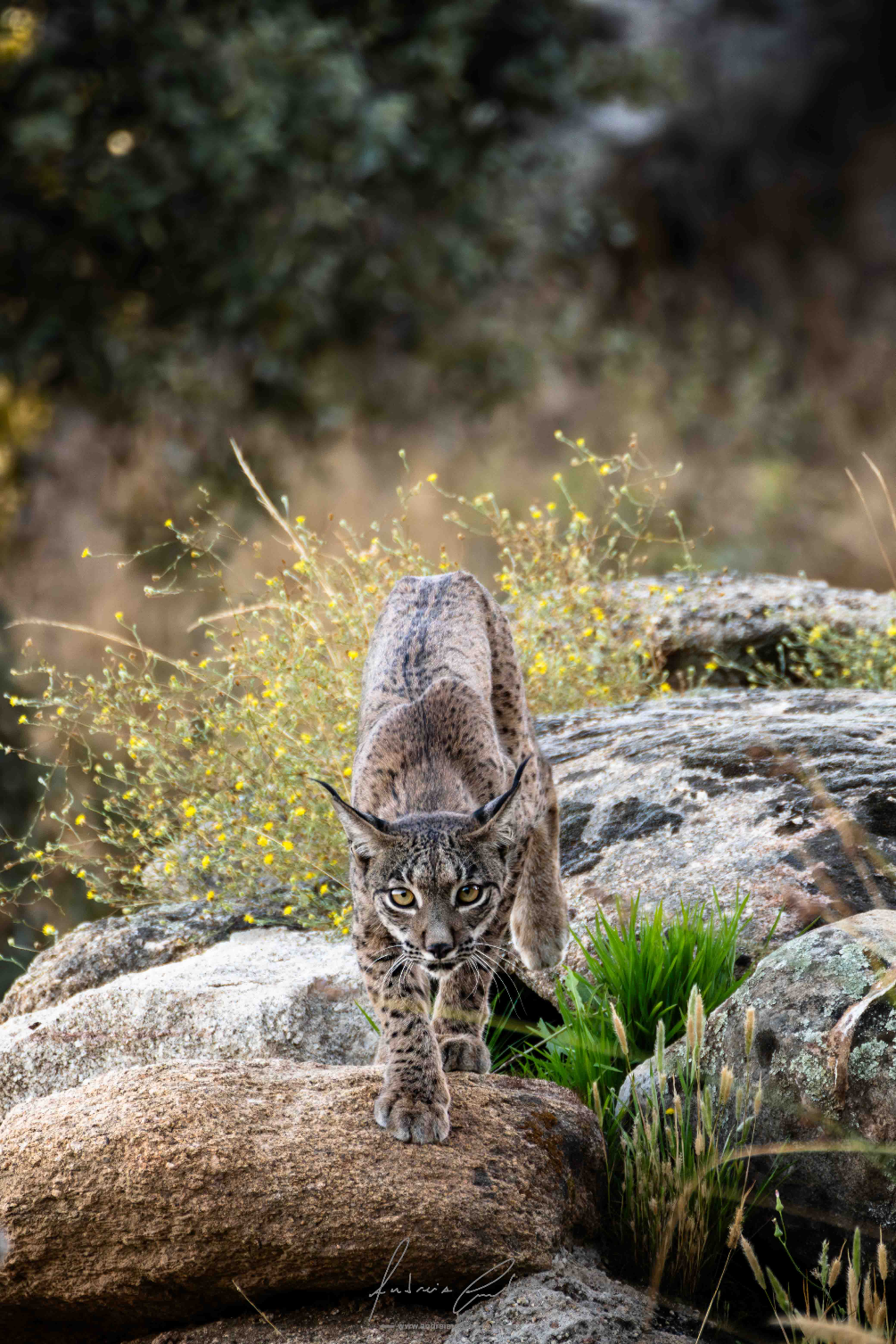 Iberian lynx