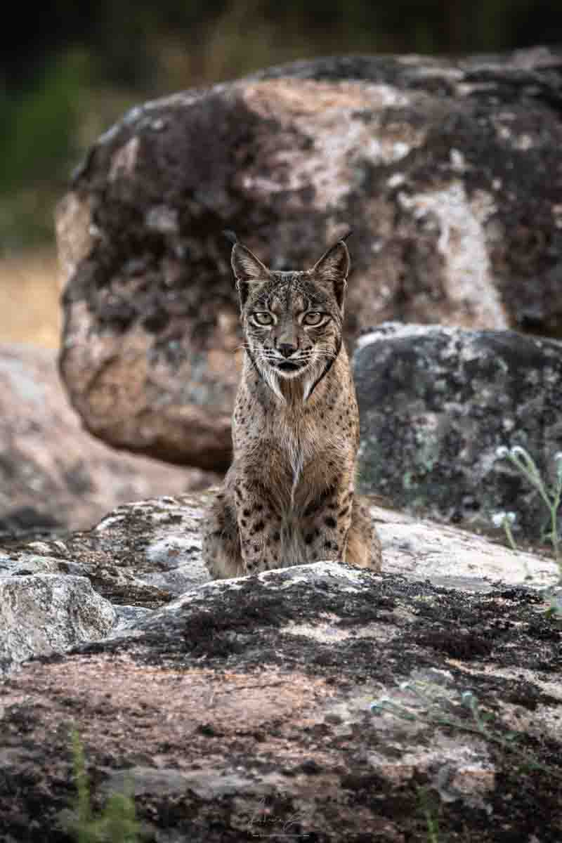 Lince Ibérico, Espanha