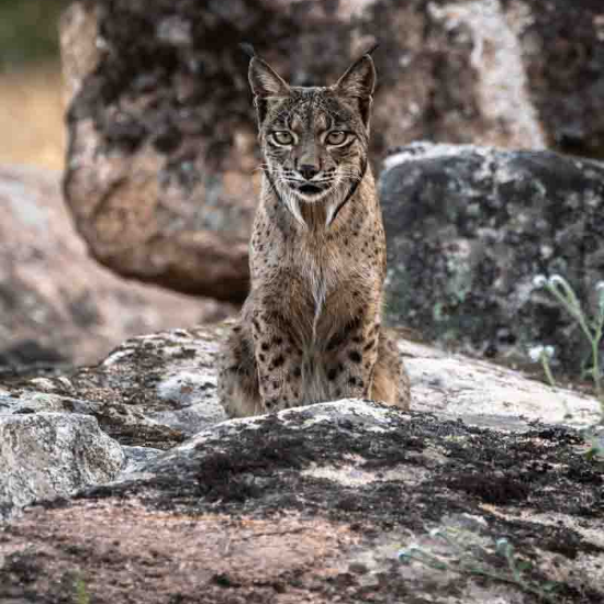 Lince Ibérico, Espanha
