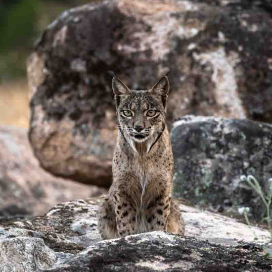 Iberian lynx