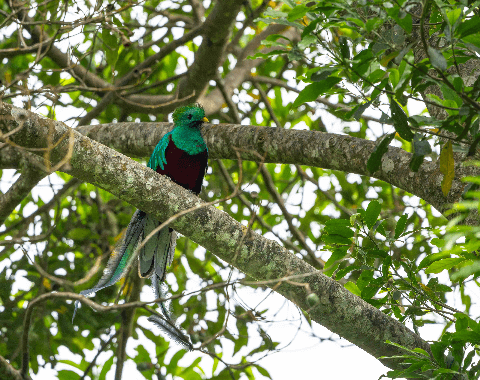 Birdwatching, Guatemala