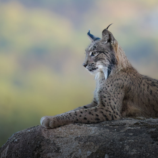 Lince Iberico, Espanha