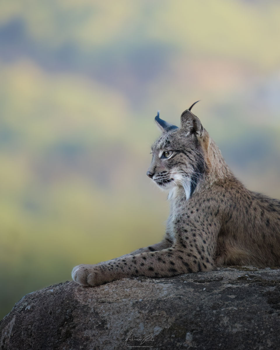Iberian Lynx - Spain