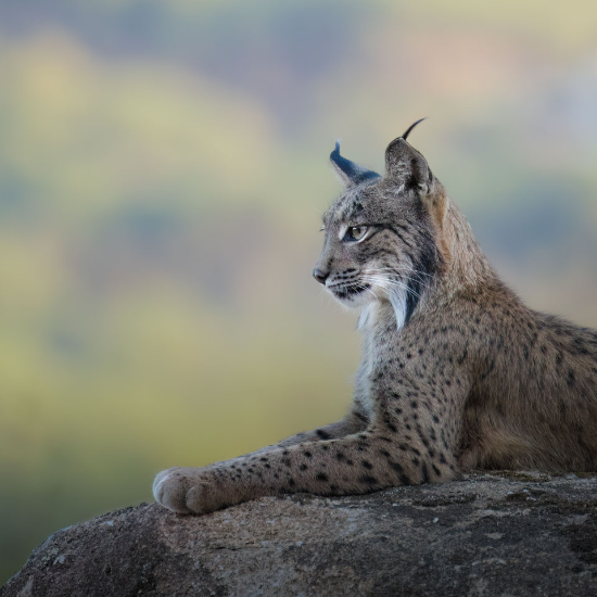 Iberian Lynx - Spain