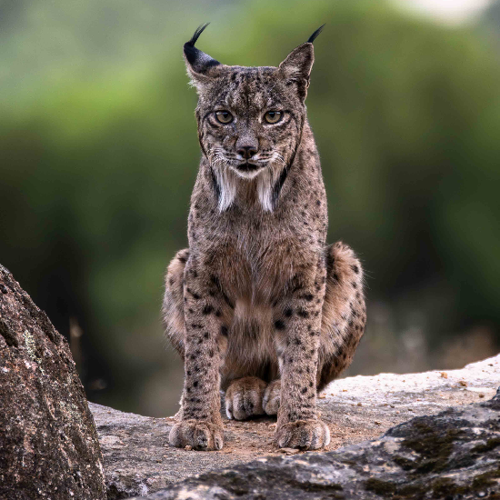 Lince Ibérico, Espanha