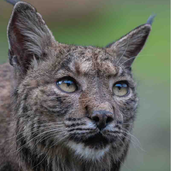 Lince Ibérico, Espanha