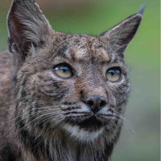 Iberian lynx