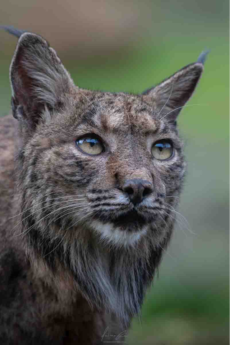 Iberian lynx