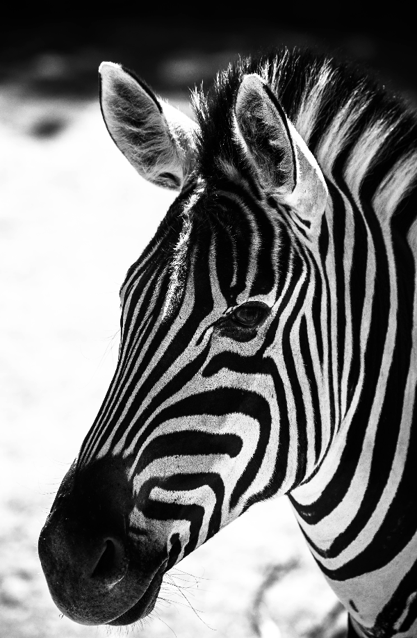 Curso Fotografia Vida Selvagem