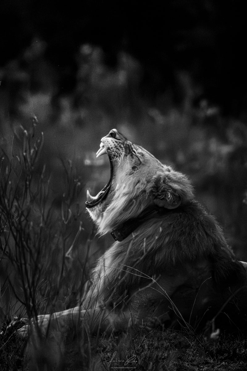 Leon Wild