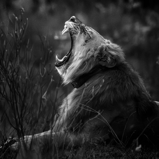 Leon Wild