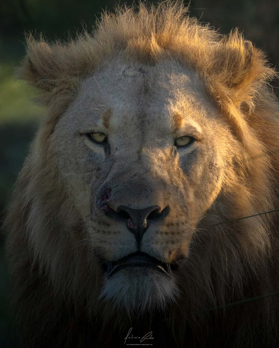 Leão Selvagem