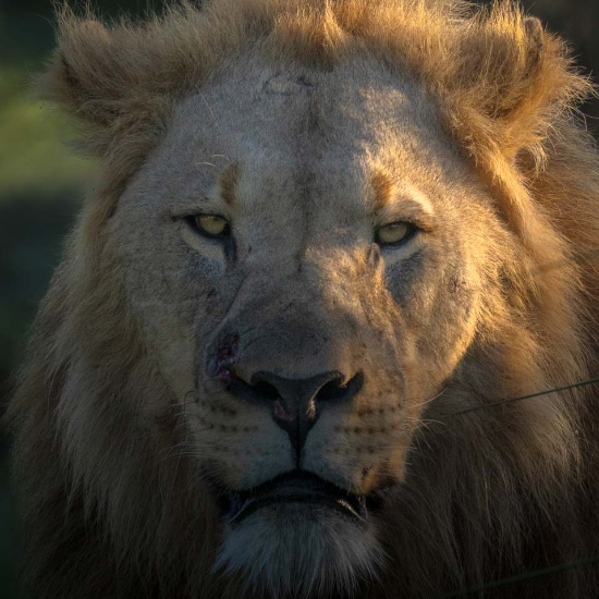 Leão Selvagem