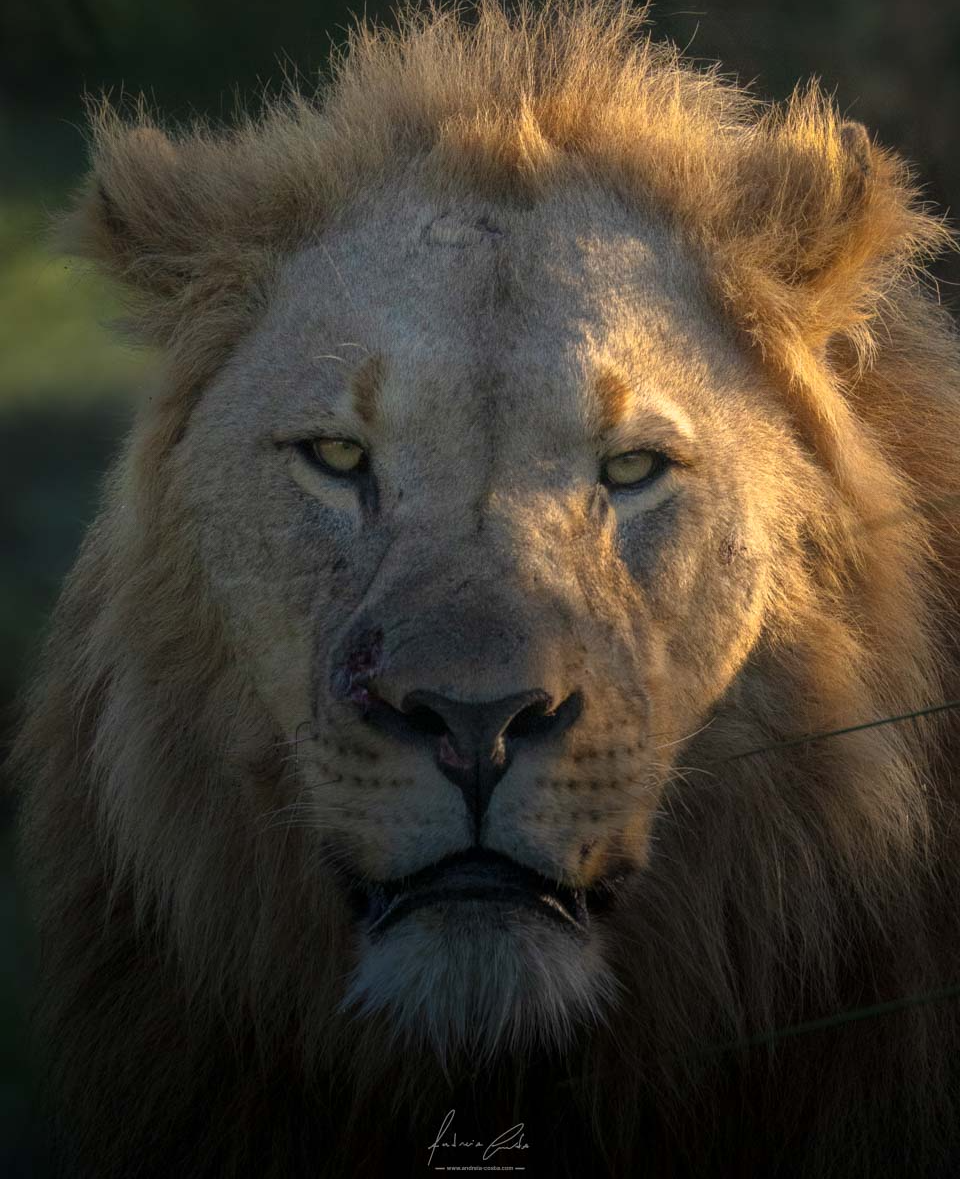 Leon Wild