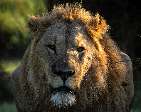 South Africa