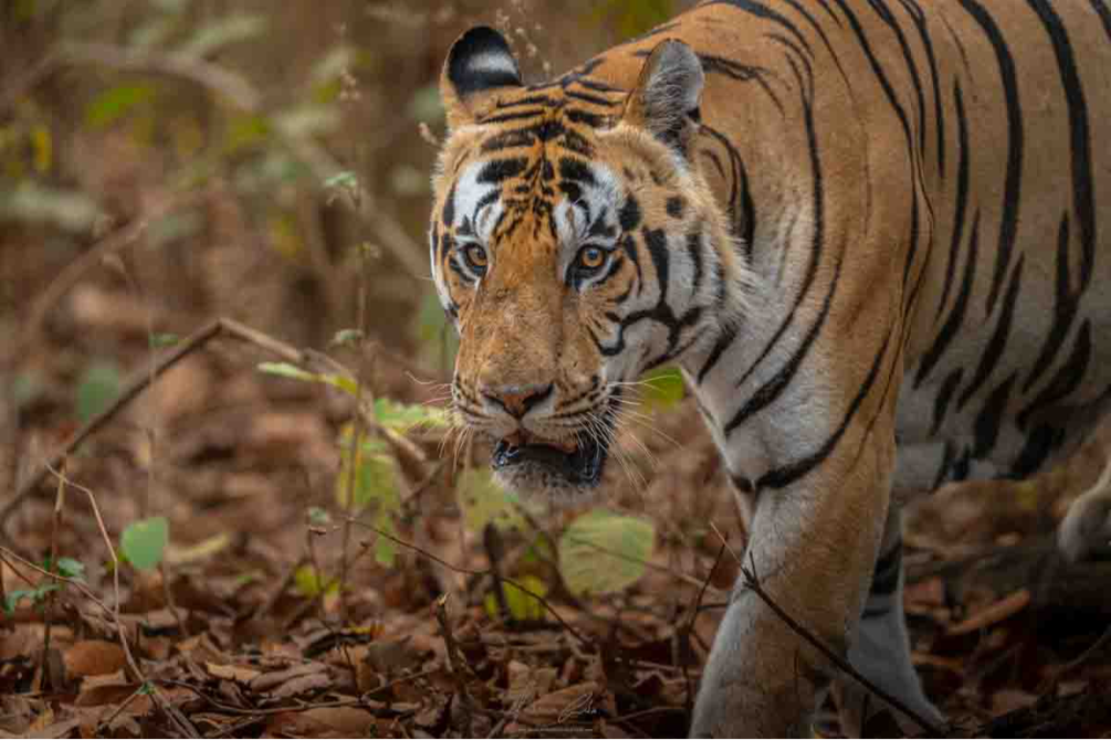 Tigre, India