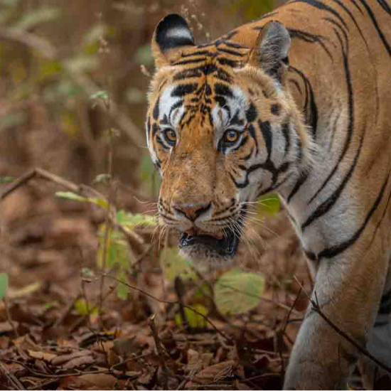 Tigre, India