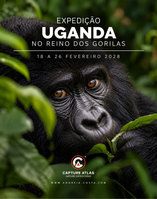 Expedição Uganda — No Reino Dos Gorilas