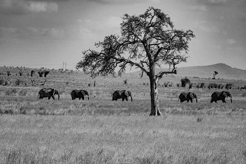 Elefantes, Kenya