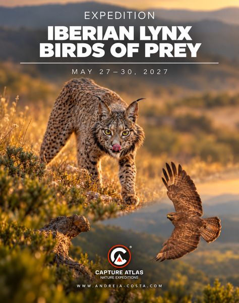 Lince Ibérico